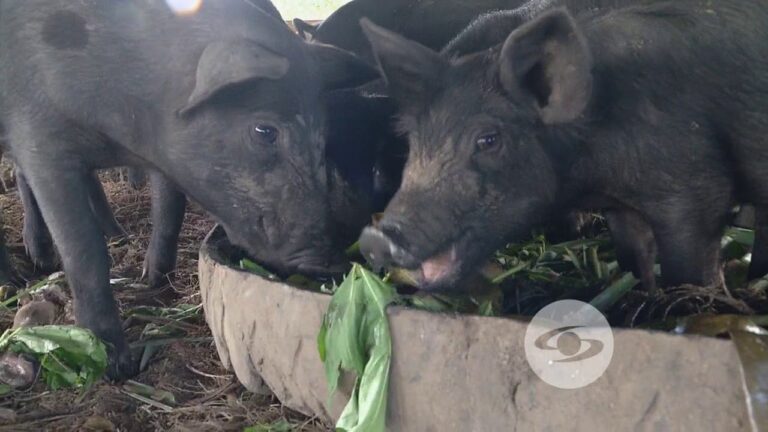 Guía para Comprar Semillas Ecológicas en Los Montesinos