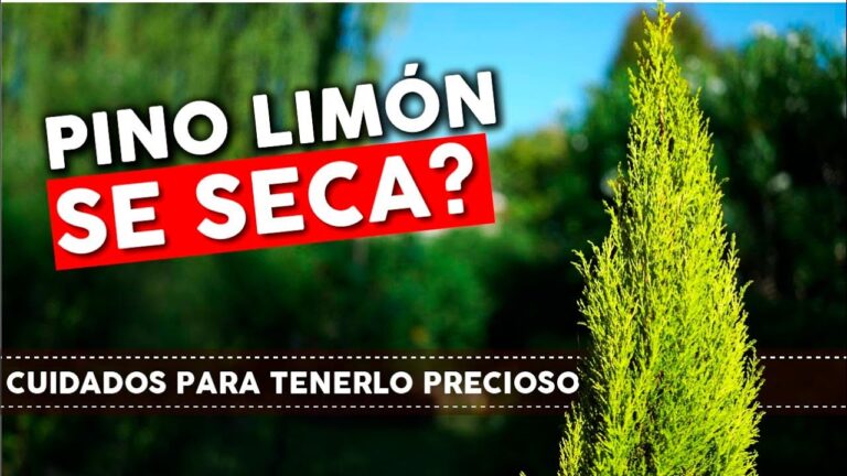 Las mejores cafeterías con terraza en Daya Nueva
